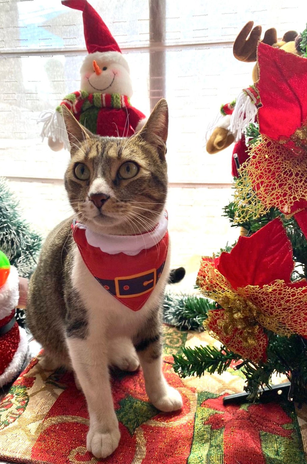 Bandana Viejito Pascuero 🎅🏻🎄