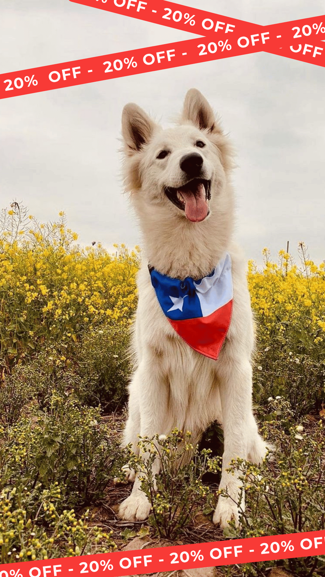 Bandana Chilenos de Corazón