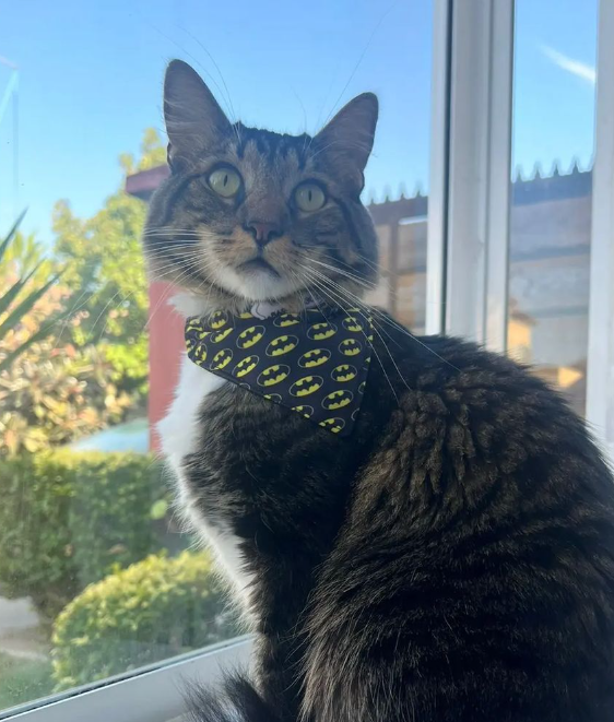 Bandana Batman 🌃